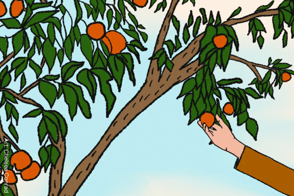 Illustration by Chelsea Conrad of hand picking an orange from tree