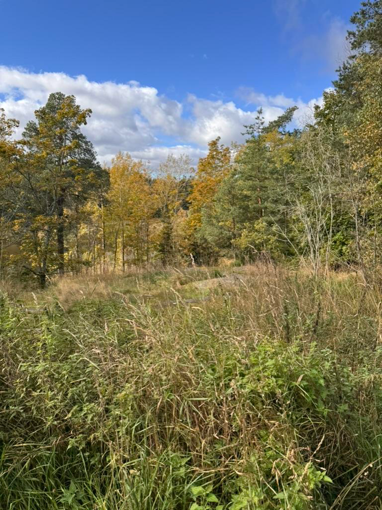 Greenspace near social housing in Helsinki