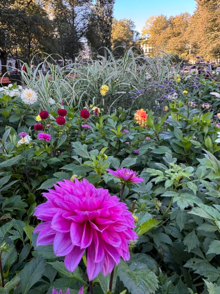 Dahlias in downtown Helsinki