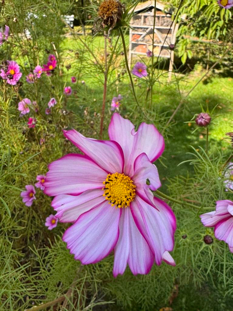 Cosmos in hospital garden in Copenhagen